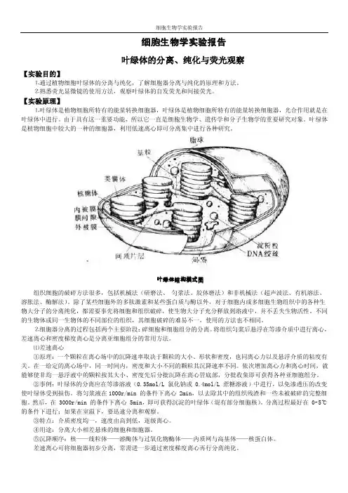 细胞生物学实验报告