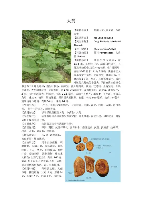 大黄