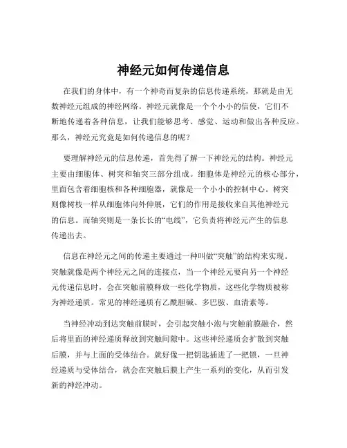 神经元如何传递信息