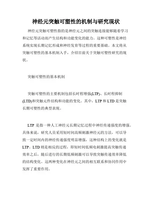 神经元突触可塑性的机制与研究现状