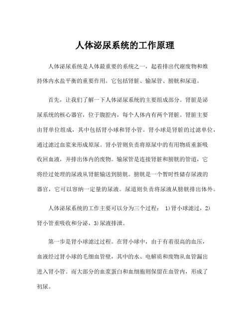 人体泌尿系统的工作原理