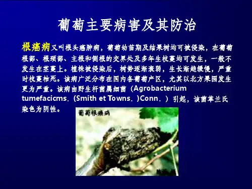 葡萄主要病害及其防治