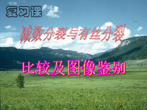 减数分裂图解