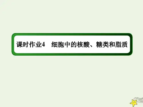 高考生物一轮复习第4讲细胞中的核酸糖类和脂质课时作业课件新人教版
