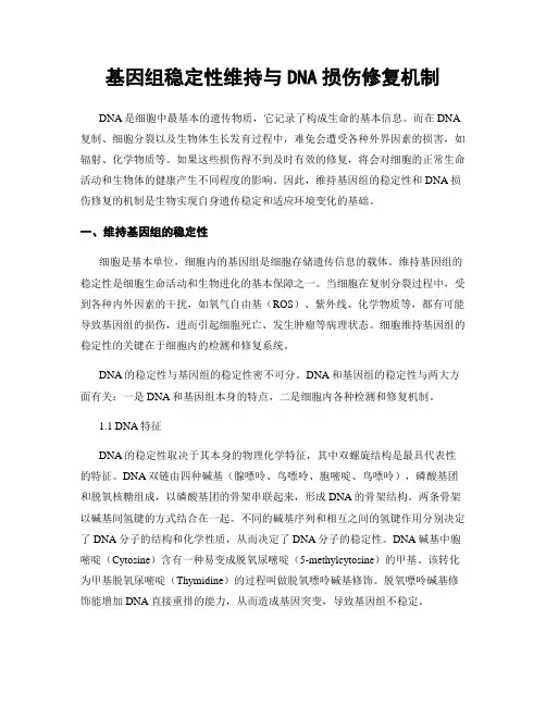 基因组稳定性维持与DNA损伤修复机制