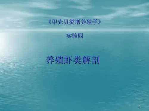 72虾类解剖PPT课件