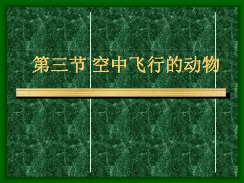 空中飞行的动物—鸟-完整版PPT课件
