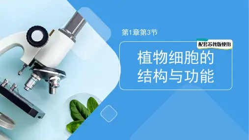 苏教版(2024)生物七年级上册1.1.3植物细胞的结构与功能课件