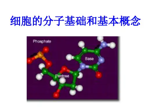 细胞的化学与分子组成