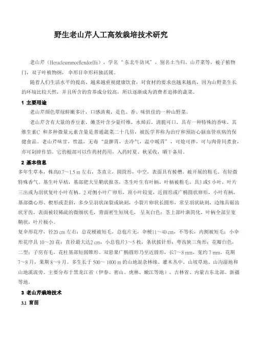野生-老山芹人工高效栽培技术研究