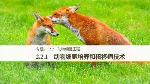 高中人教版生物选修三课件：专题2+2.2 动物细胞工程.1
