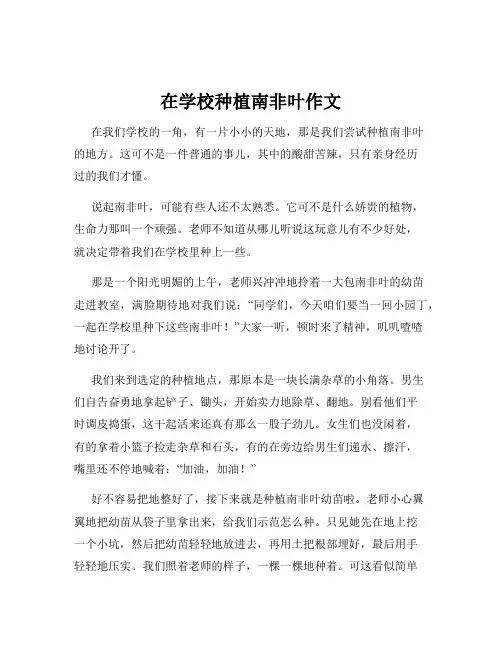 在学校种植南非叶作文