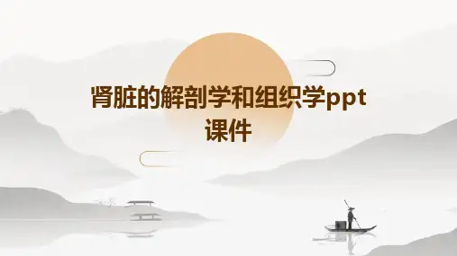 肾脏的解剖学和组织学PPT课件