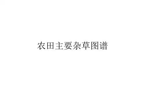 农田主要杂草图谱
