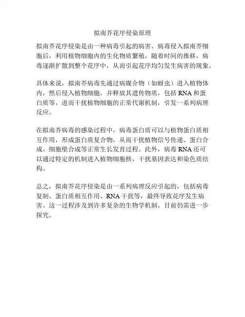 拟南芥花序侵染原理