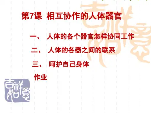 教科小学科学四上《4、相互协作的人体器官》PPT课件(3)