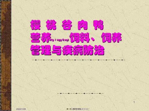 樱桃谷鸭的饲养管理