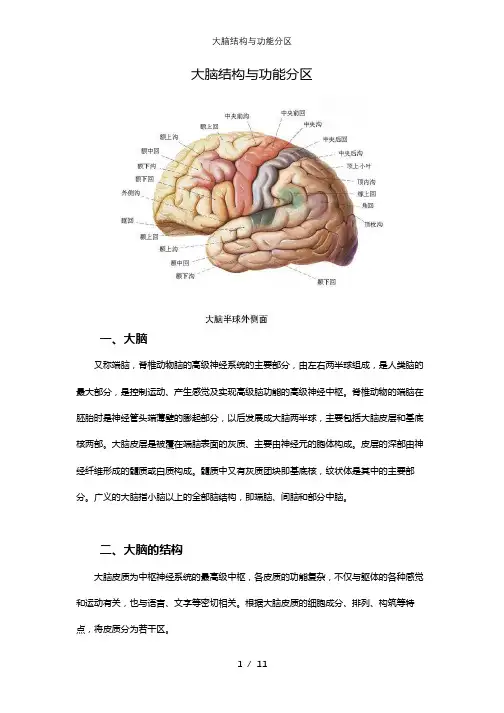 大脑结构与功能分区
