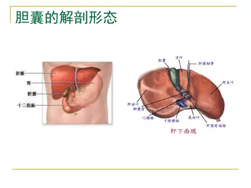 慢性胆囊炎胆石症.ppt