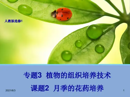 高中生物选修一--月季的花药培养-(人教版选修1)PPT优秀课件