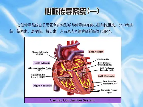 心房颤动治疗进展PPT课件