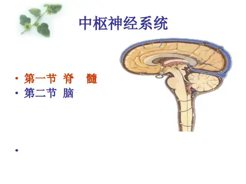 人体解剖学PPT：脊髓