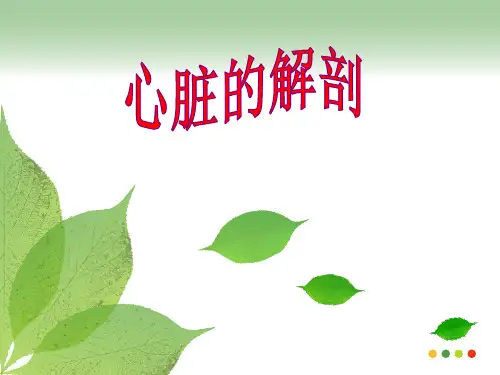 心脏的解剖(推荐完整)