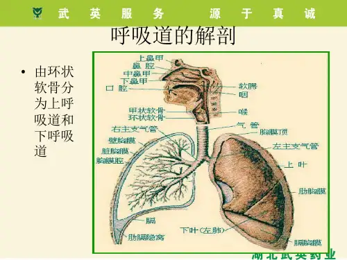 呼吸系统疾病及用药