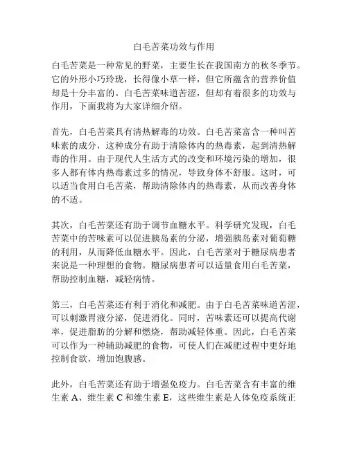 白毛苦菜功效与作用