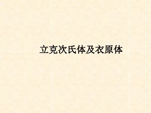 立克次氏体