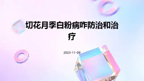 切花月季白粉病咋防治和治疗