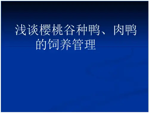 肉鸭养殖管理