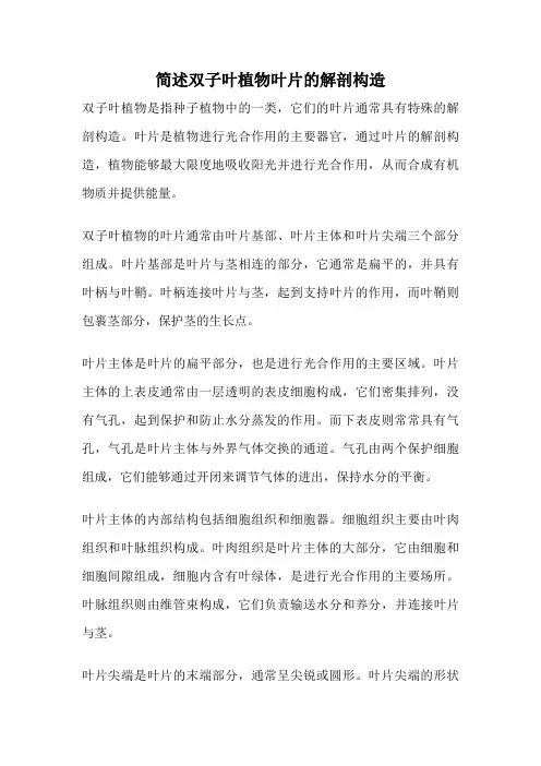简述双子叶植物叶片的解剖构造