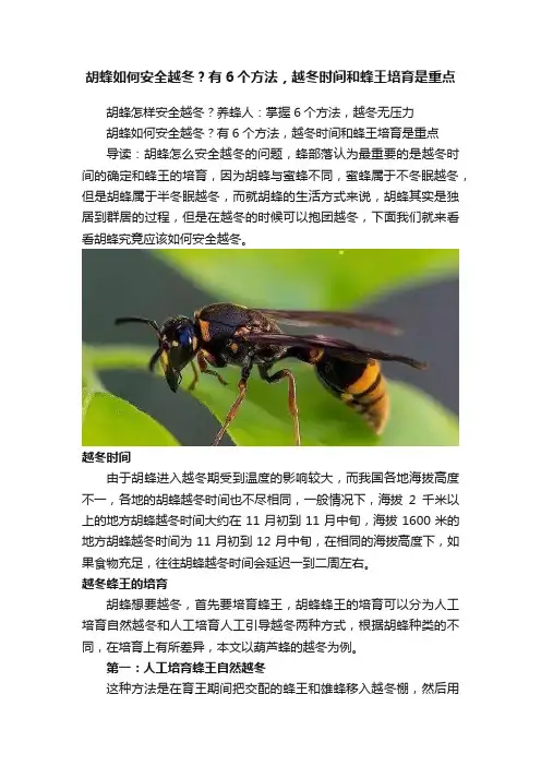 胡蜂如何安全越冬?？有6个方法，越冬时间和蜂王培育是重点