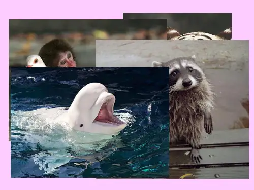 英汉翻译的动物文化意象 Animals in translation