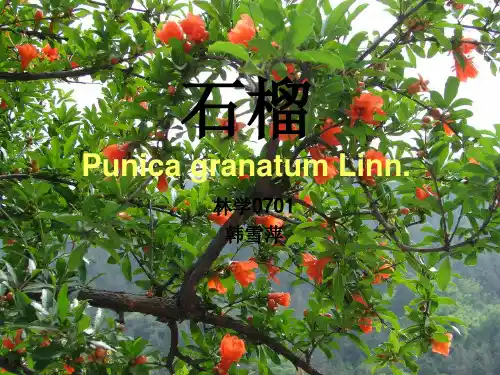 石榴   PPT