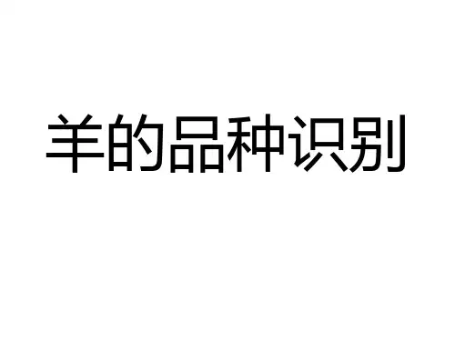 羊的品种识别.pptx
