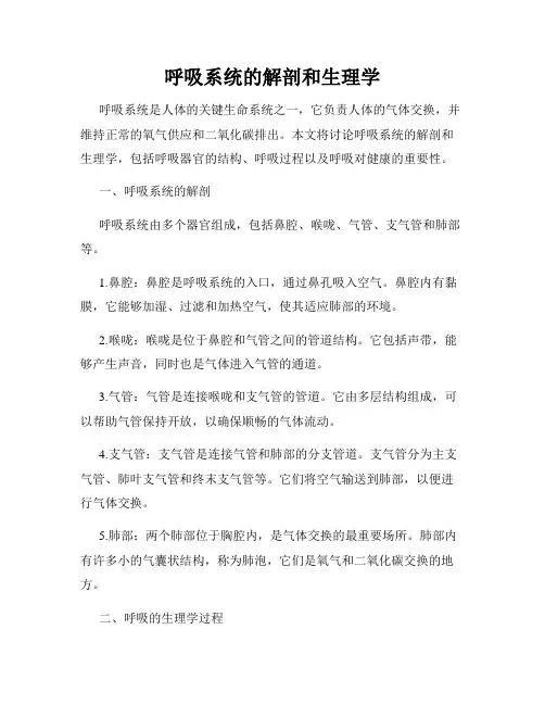 呼吸系统的解剖和生理学