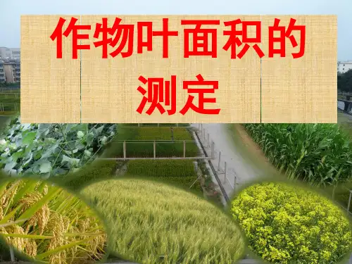 ~作物叶面积测定小麦