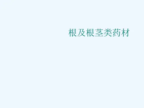 根及根茎类药材[可修改版ppt]