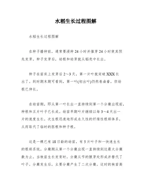 水稻生长过程图解