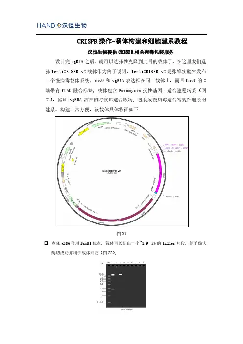 CRISPR操作-载体构建和细胞建系教程