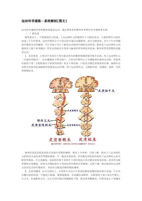 运动传导通路