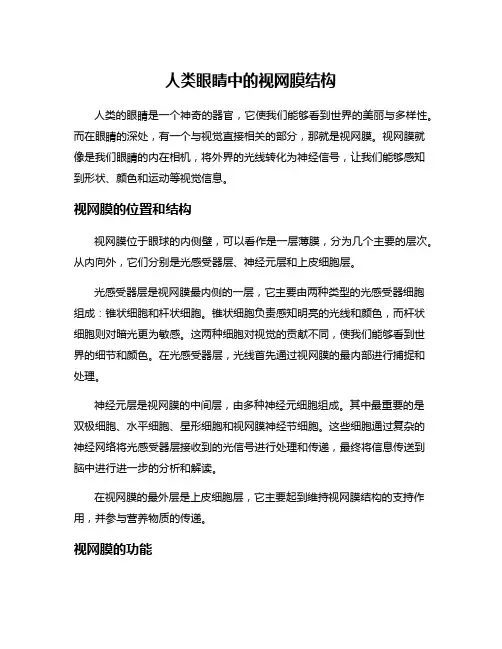 人类眼睛中的视网膜结构