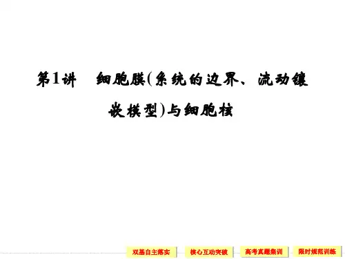 细胞膜和细胞核流动镶嵌模型课件