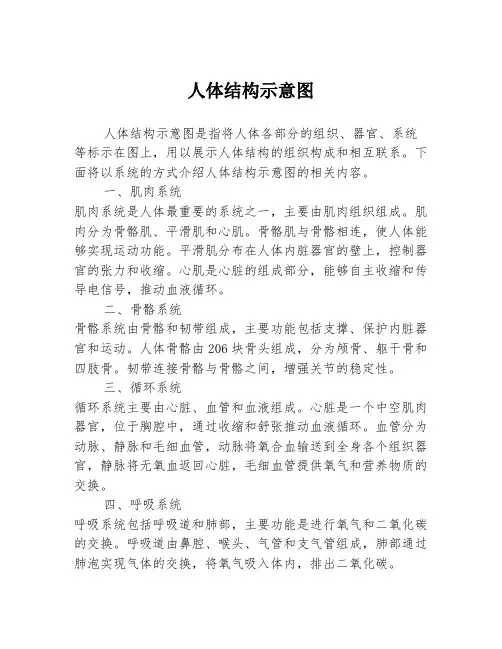 人体结构示意图