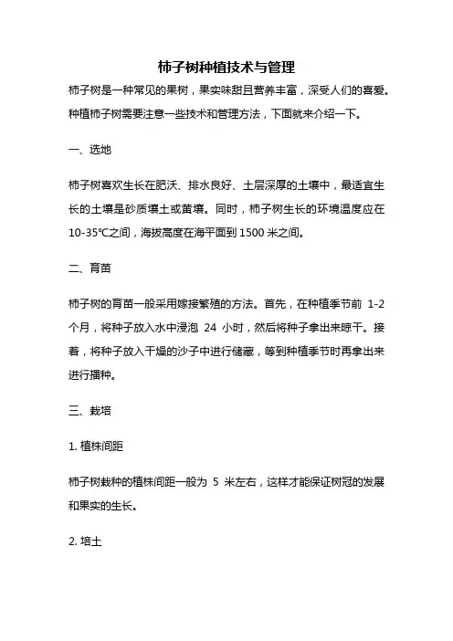 柿子树种植技术与管理