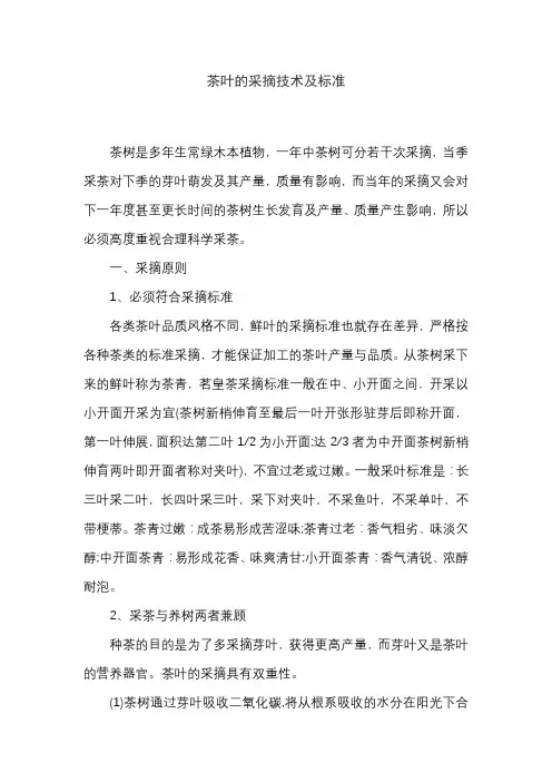 茶叶的采摘技术及标准