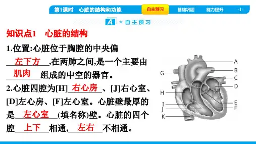 人教版七年级下册生物第四章人体内物质的运输 第三节输送血液的泵——心脏 第1课时心脏的结构和功能