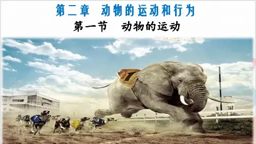 人教版生物《动物的运动》_优质课件